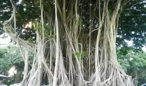 Heal Yourself with Nature