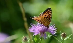 7937448ae7edaadca06c4465bec86138